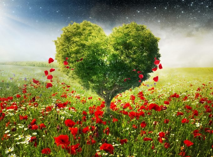 Stock Images love image, heart, HD, tree, Stock Images 9544112358